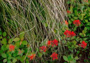 Beargrass-Paintbrush Bouquet